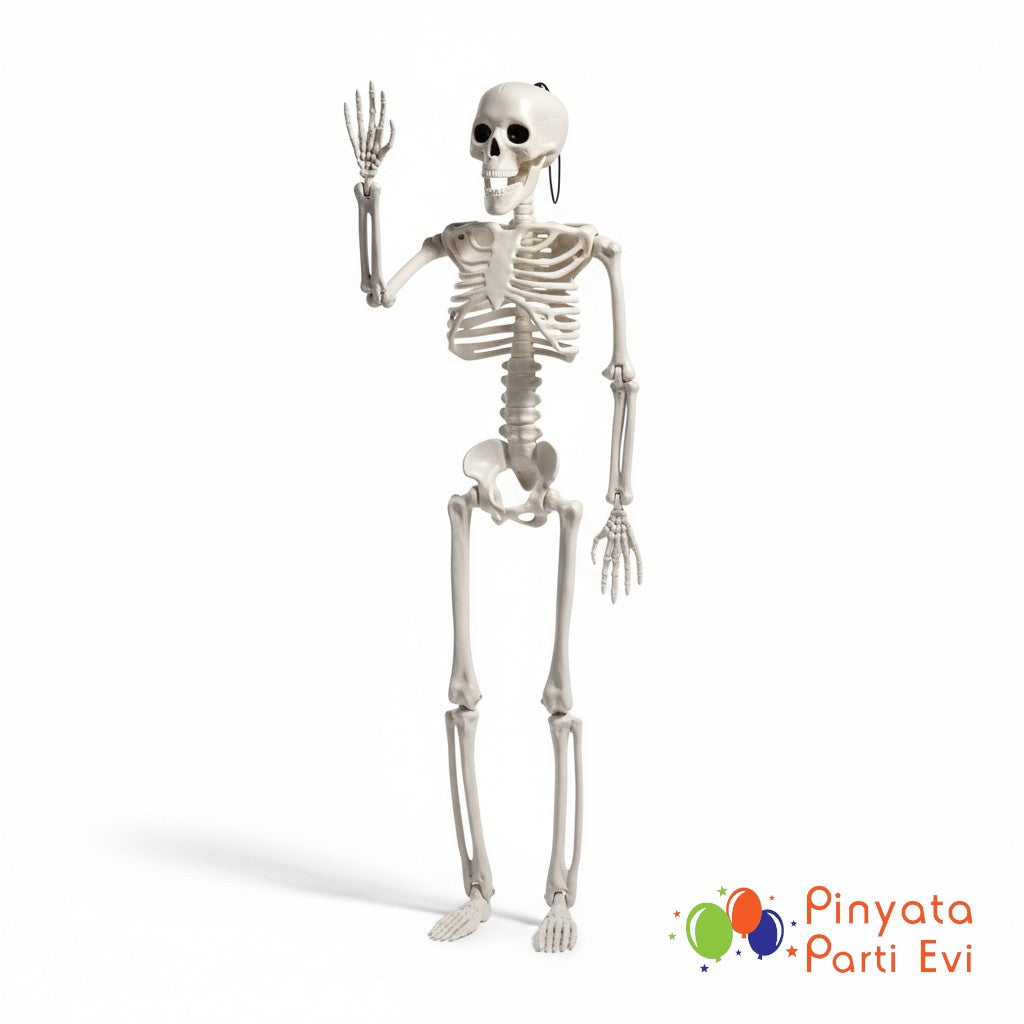 Büyük İskelet 180 cm